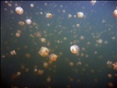 jellyfish lake